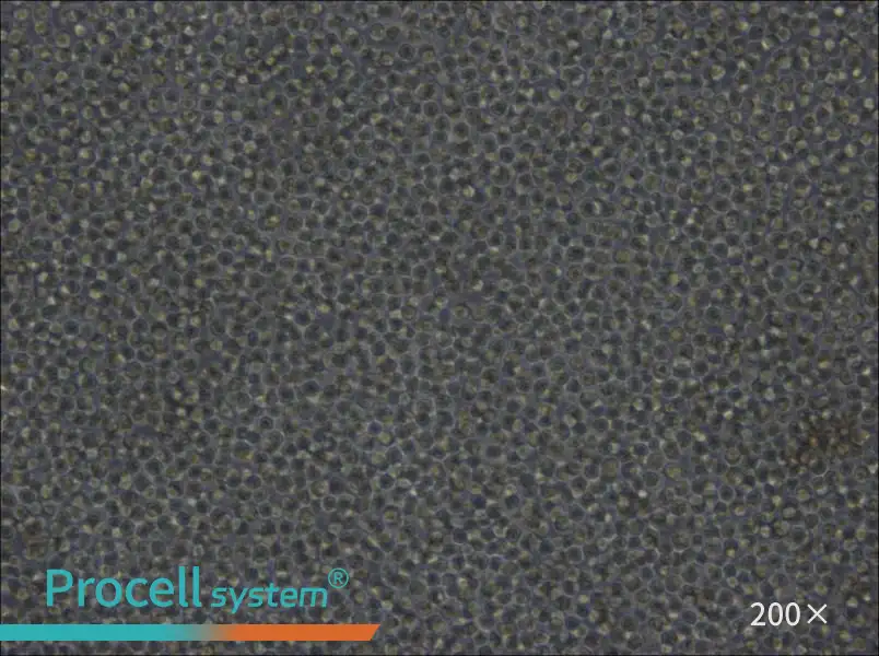 Ba/F3 Cell Complete Medium - 5