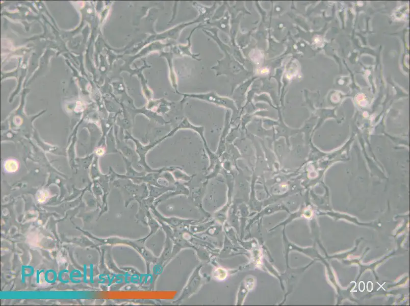 BT-20 Cell Complete Medium - small - 4