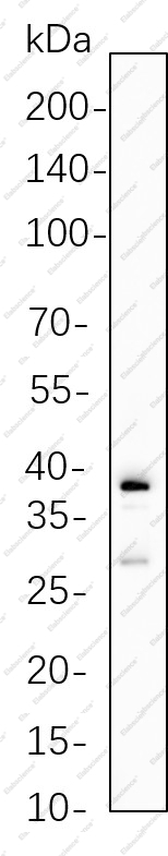 Recombinant Granzyme B Monoclonal Antibody - 1