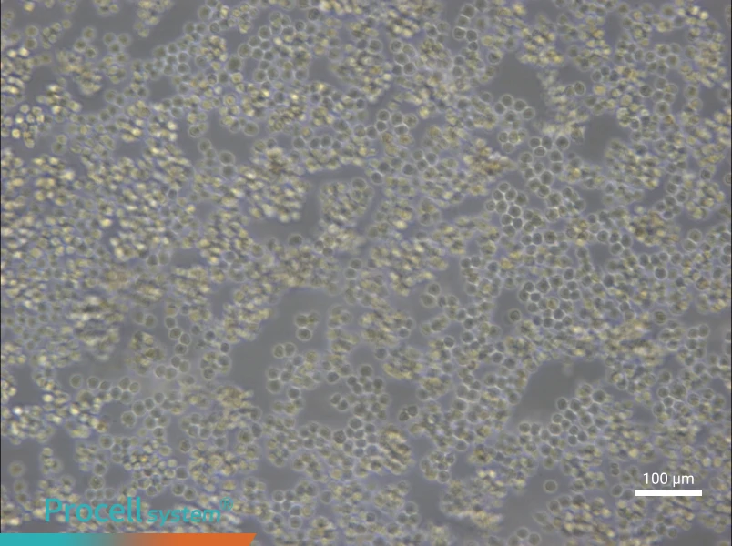 A20 Cell Complete MediumA20 Cell Complete Medium - 2