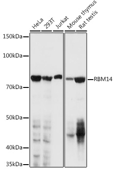 Western blot analysis of extracts of various cell lines using RBM14 Polyclonal Antibody at 1:1000 dilution.