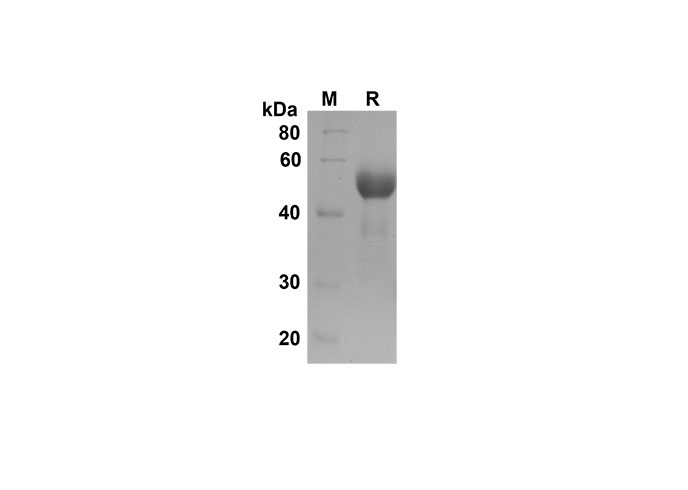 Recombinant Mouse Ifnb1 Protein(His Tag)-产品推荐-1