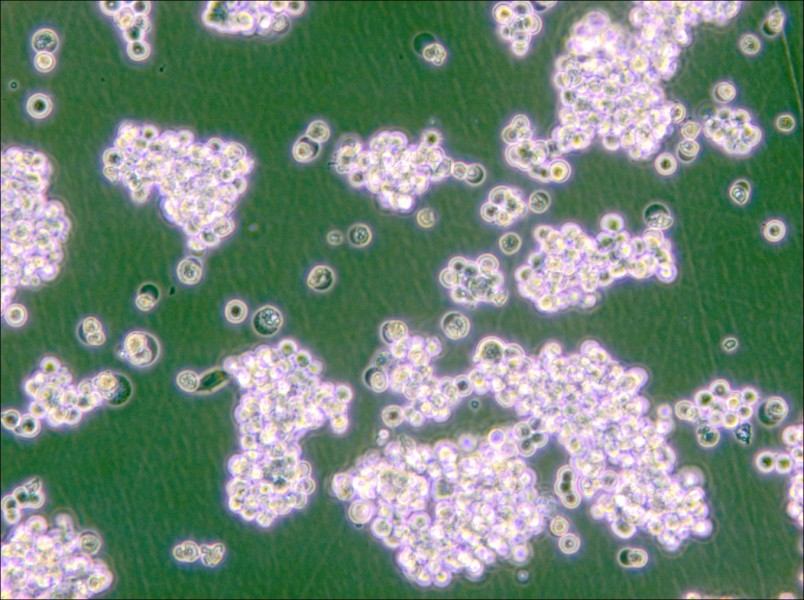 NCI-H524 Cell Complete Medium - small - 5