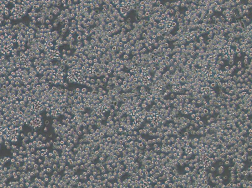 EL4 Cell Complete MediumEL4 Cell Complete Medium - 2