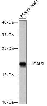 Western blot analysis of extracts of Mouse brain using LGALSL Polyclonal Antibody at dilution of 1:1000.