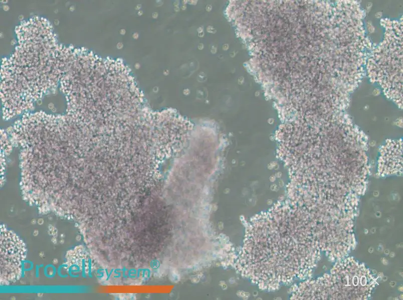 NCI-H1417 Cell Complete MediumNCI-H1417 Cell Complete Medium - 3