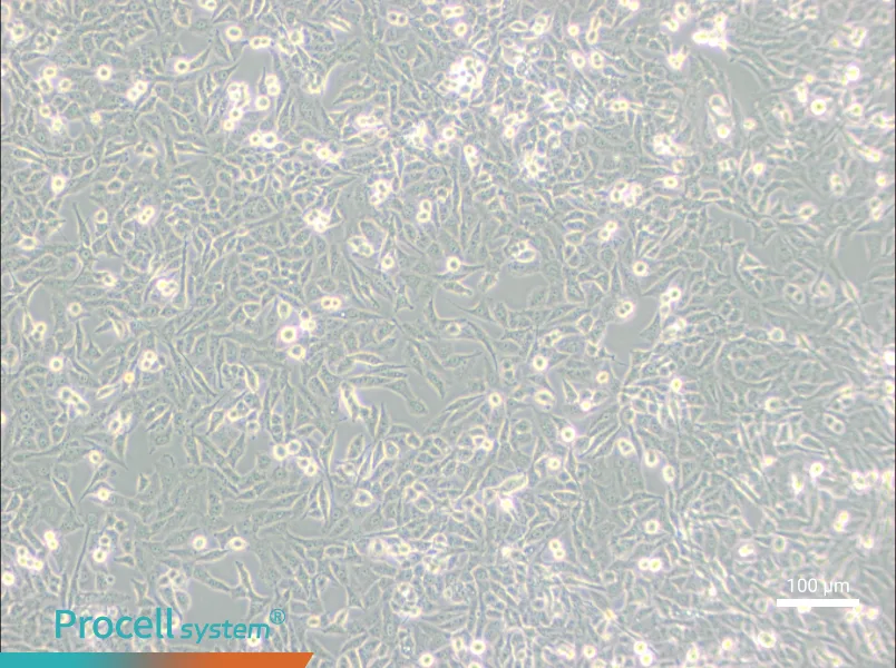 NCI-H157NCI-H157 - 2