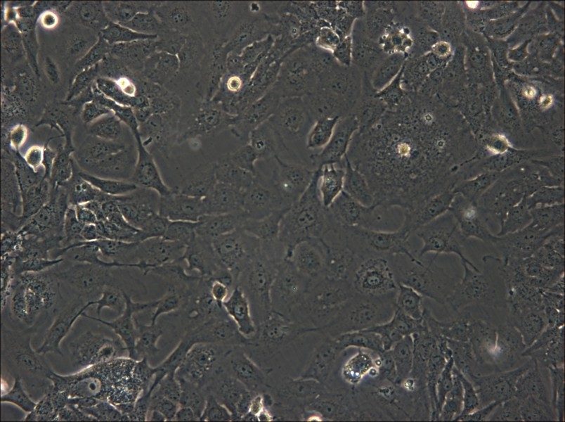 SK-GT-4 Cell Complete Medium - small - 6