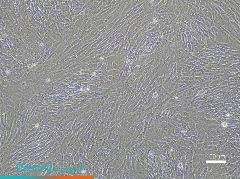 Rabbit Tendon Stem Cells - 1