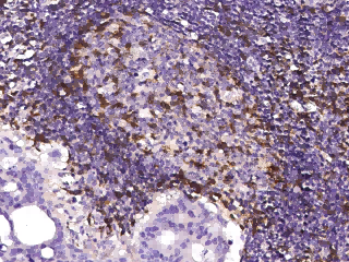 CD2 Monoclonal Antibody - small - 2