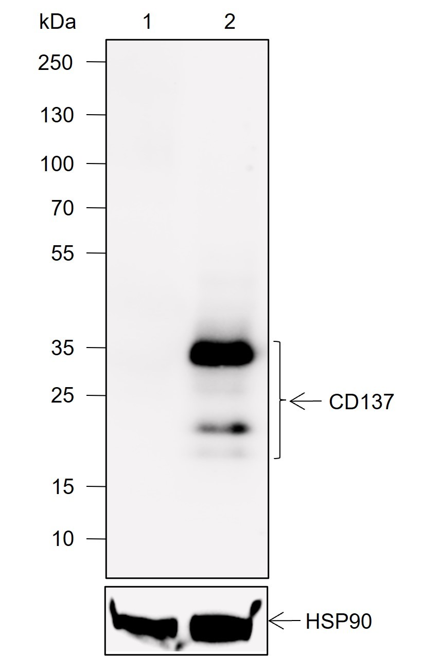 Recombinant CD137 Monoclonal Antibody-searchlist-1