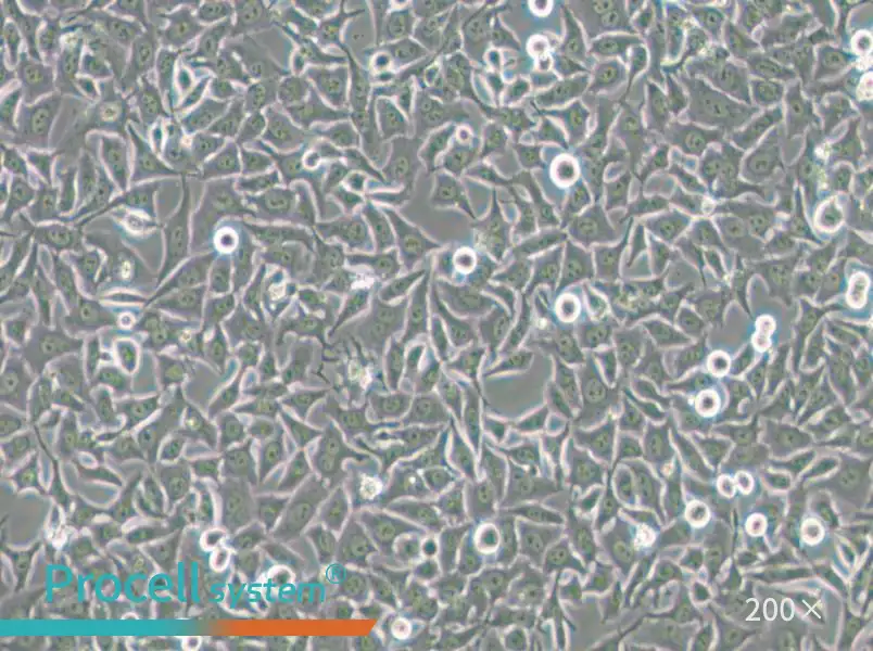 Hela 229 Cell Complete Medium - small - 5