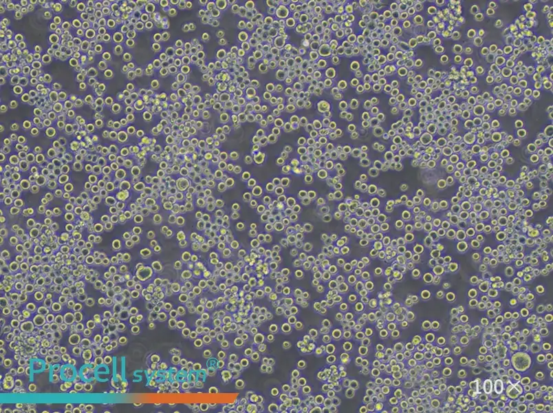 Sf9 Cell Complete Medium - 2