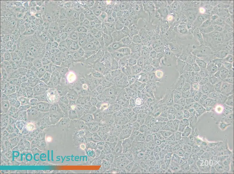 AML12 Cell Complete Medium - small - 6