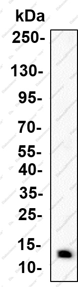 Recombinant FDX1 Monoclonal Antibody - 4