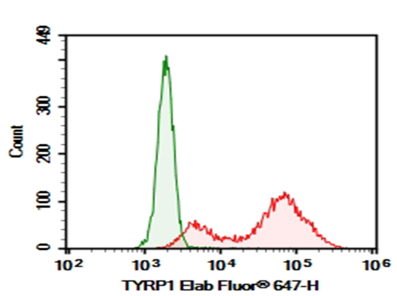 Purified Anti-Human TYRP1 Antibody[TA99]-searchlist-1