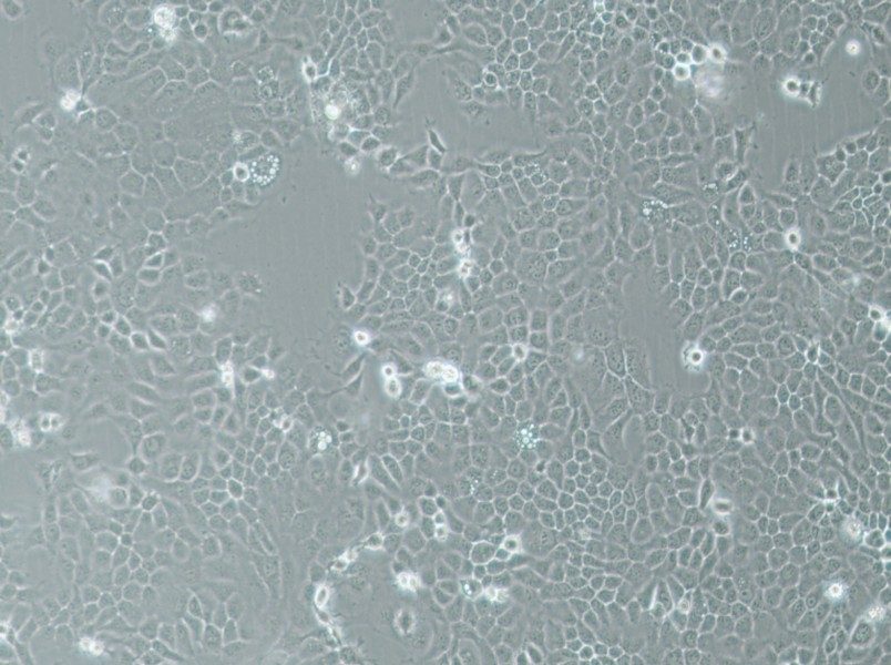 A-253 Cell Complete Medium-searchlist-1