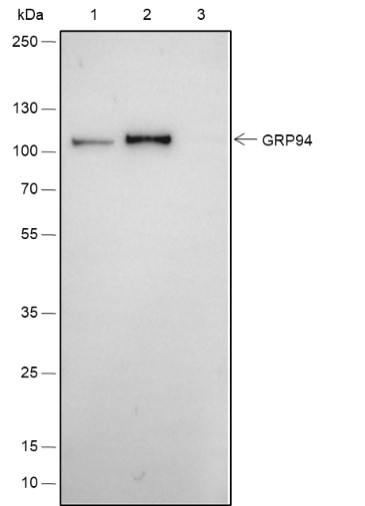 Recombinant GRP94 Monoclonal Antibody - small - 5