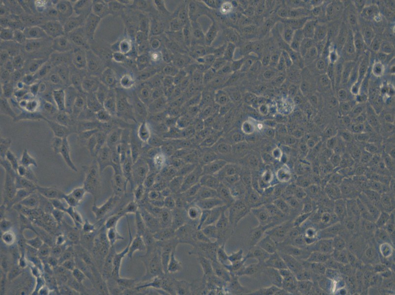 F81 Cell Complete Medium - small - 6