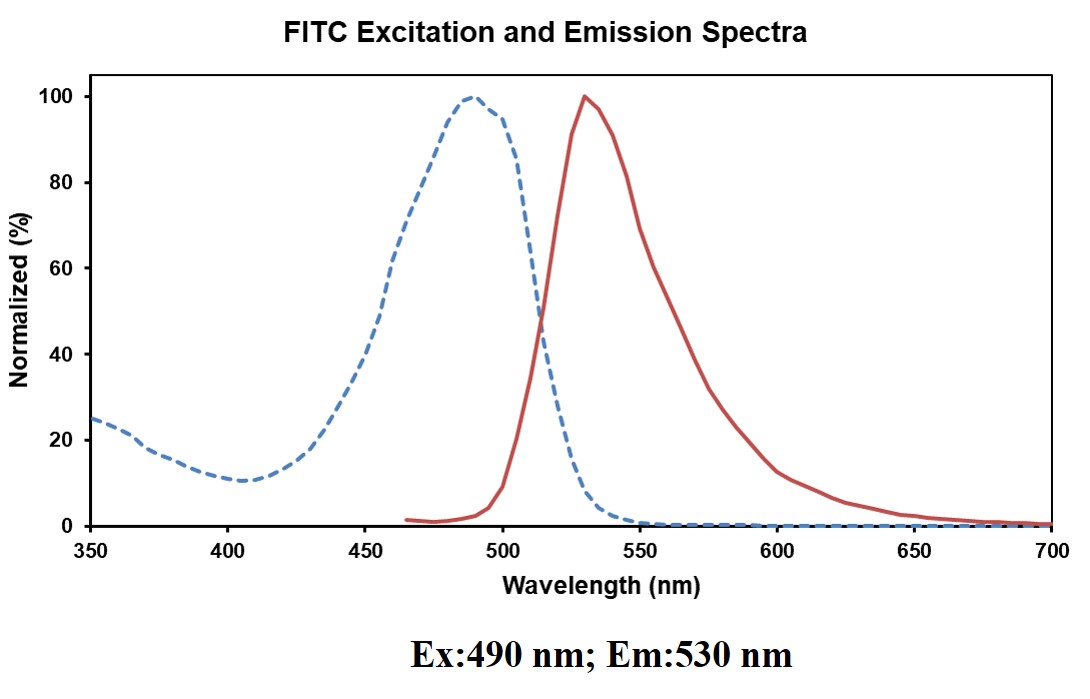 FITC Anti-Human CD123 Antibody[HI12H7]