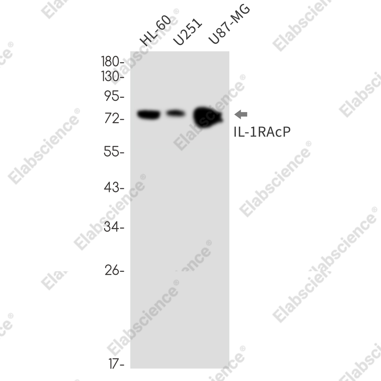 Recombinant IL-1 Receptor Accessory Protein Monoclonal Antibody - 1