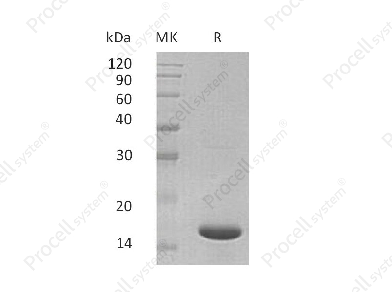 IL-36&alpha;/Il36a/IL-1F6, Mouse, Recombinant