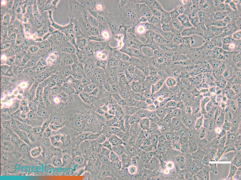 B-CPAP [BC-PAP; BCPAP] - 5