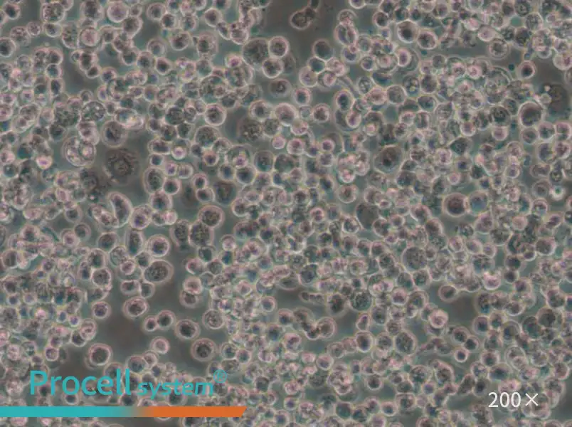 Sf21 Cell Complete Medium - 4