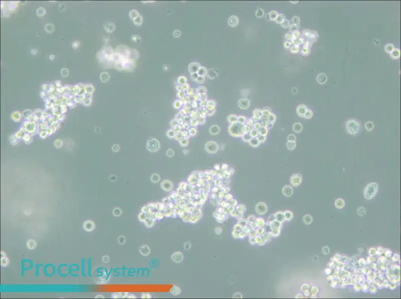 MMQ Cell Complete Medium - small - 4