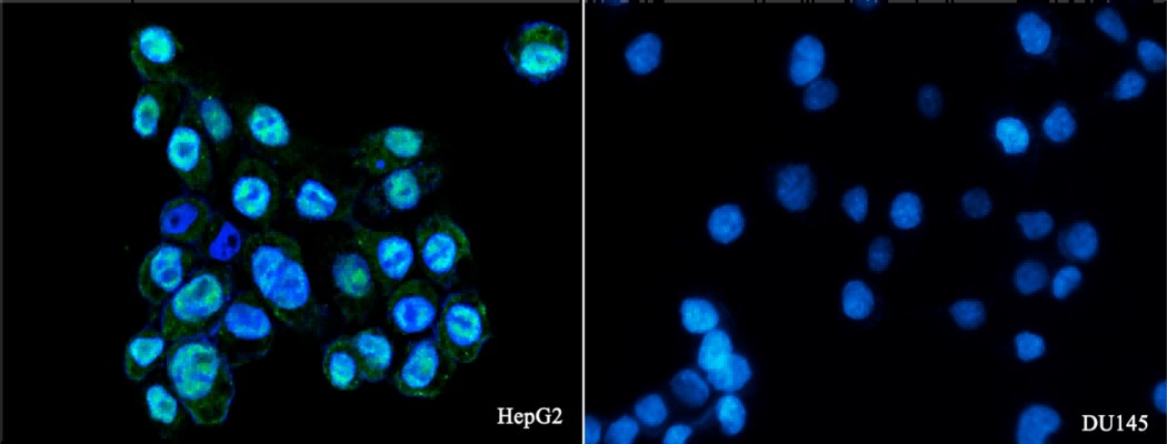 Androgen receptor/NR3C4 Monoclonal Antibody-searchlist-1