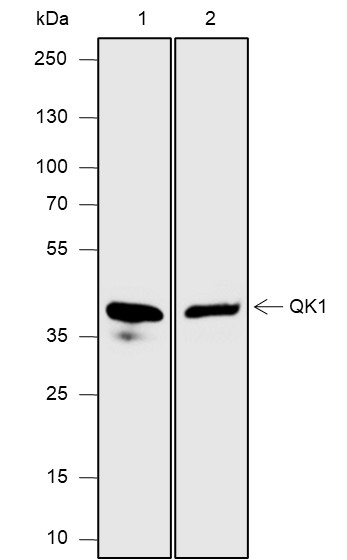 Recombinant QKI Monoclonal Antibody - 2