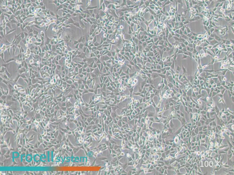 MC38 Cell Complete Medium - 1