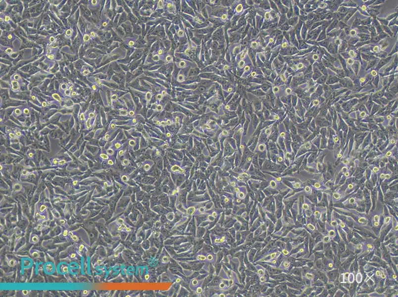 A-375 Cell Complete MediumA-375 Cell Complete Medium - 2