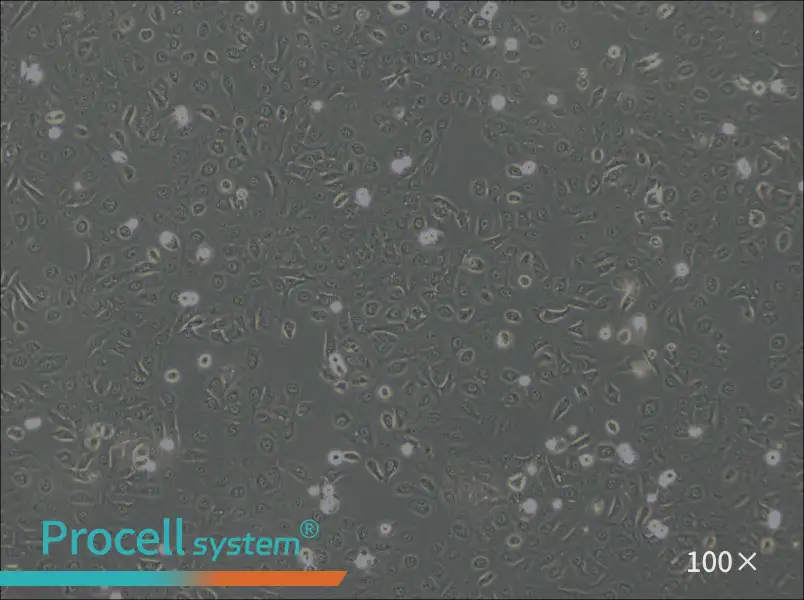 OVCA429 Cell Complete MediumOVCA429 Cell Complete Medium - 2