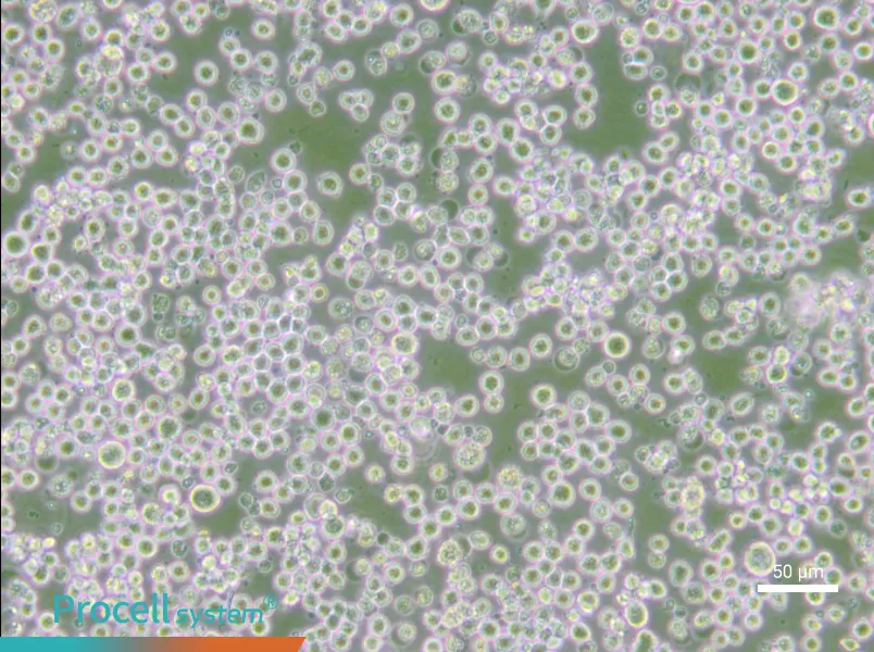 35.1 Cell Complete Medium - small - 6