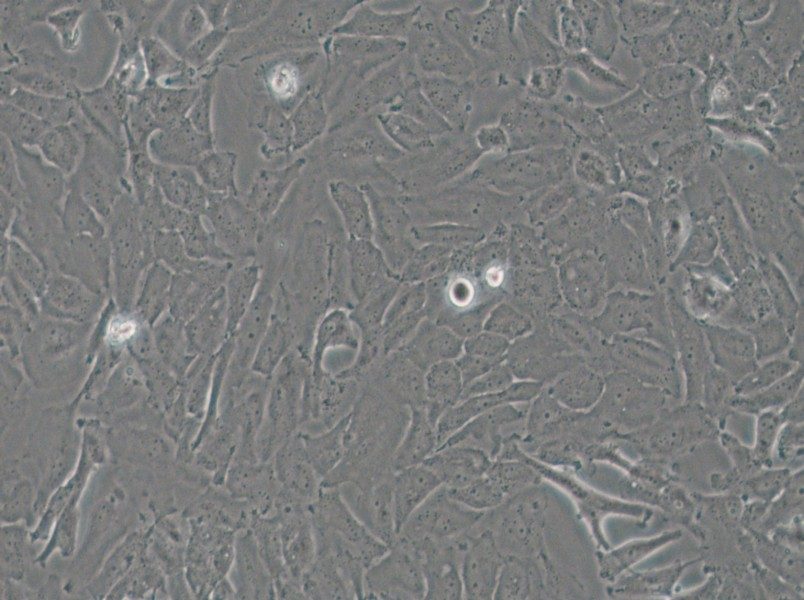 OCUT-2C Cell Complete Medium - small - 5