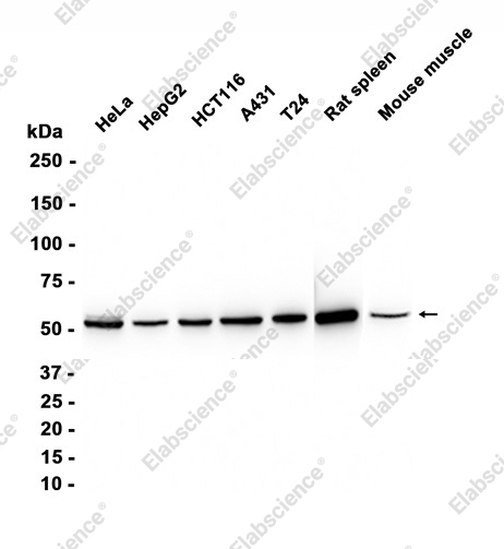 Recombinant SEPT7 Monoclonal Antibody - 1
