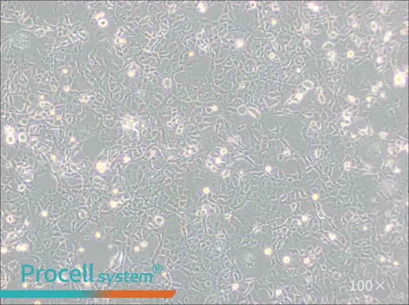 COS-1 Cell Complete Medium - 3