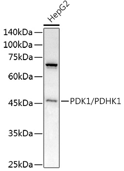 Western blot analysis of extracts of HepG2 cells using PDK1/PDHK1 Polyclonal Antibody at 1:1000 dilution.