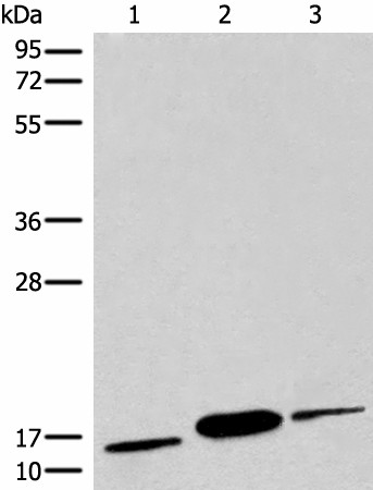 Western blot analysis of Human muscle tissue Human heart tissue Mouse heart tissue lysates  using COX6A2 Polyclonal Antibody at dilution of 1:450