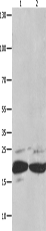 Western Blot analysis of Mouse spleen tissue and RAW264.7 cell using FADD Polyclonal Antibody at dilution of 1:550