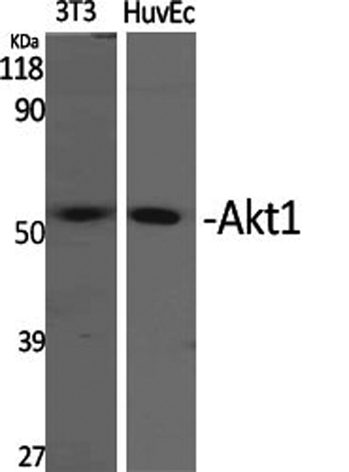 Western Blot analysis of 3T3, HuvEc cells using Akt1 Polyclonal Antibody at dilution of 1:2000.