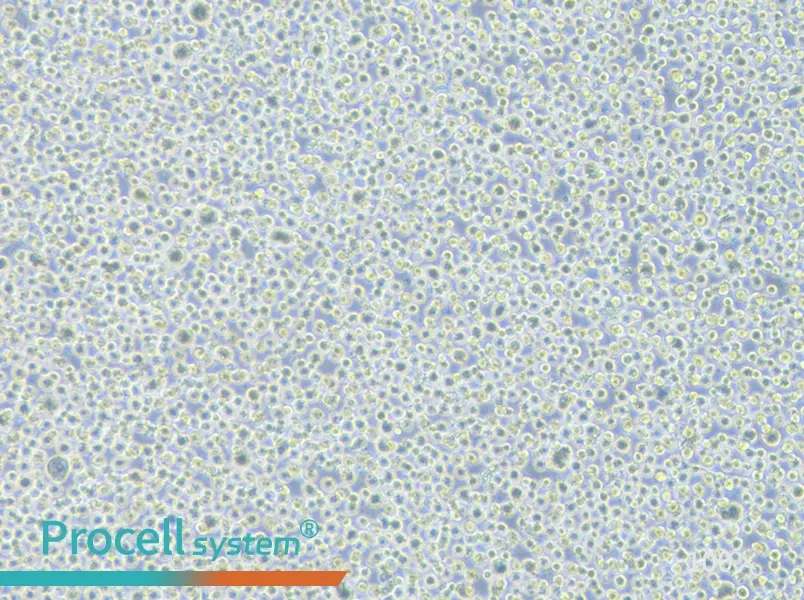 TF-1 Cell Complete MediumTF-1 Cell Complete Medium - 3