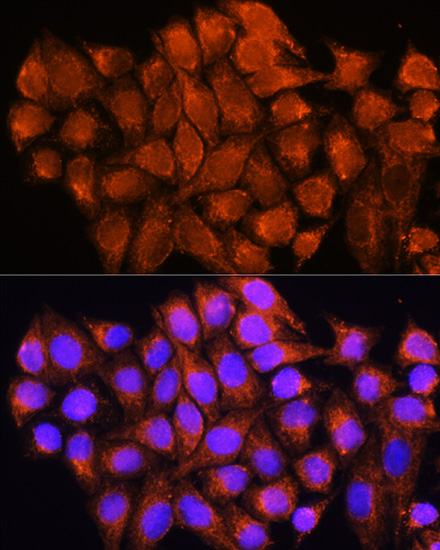 Immunofluorescence analysis of HeLa cells using ATP5D Polyclonal Antibody at dilution of  1:100. Blue: DAPI for nuclear staining.