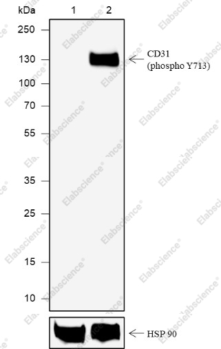 Recombinant Phospho-CD31 (Tyr713) Monoclonal Antibody - 1
