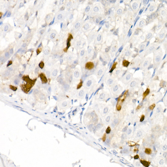 Immunohistochemistry of paraffin-embedded mouse stomach using DDC Polyclonal Antibody at dilution of 1:20 (40x lens).Perform high pressure antigen retrieval with 10 mM citrate buffer pH 6.0 before commencing with IHC staining protocol.