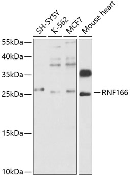 Western blot analysis of extracts of various cell lines using RNF166 Polyclonal Antibody at 1:1000 dilution.