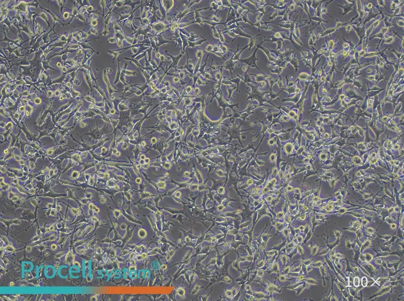 K7M2 wt [K7M2-WT] Cell Complete MediumK7M2 wt [K7M2-WT] Cell Complete Medium - 2