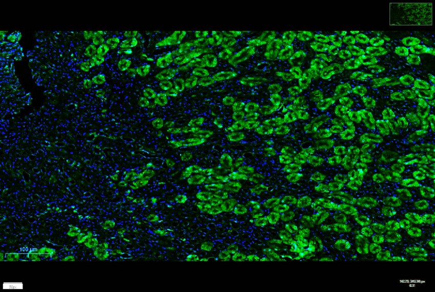 Recombinant NQO1 Monoclonal Antibody - small - 7