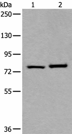 Western blot analysis of Hela and HEPG2 cell lysates  using RIPK1 Polyclonal Antibody at dilution of 1:800